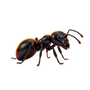 Fourmis